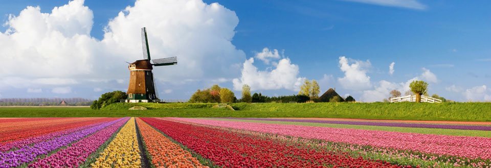 Traditionell väderkvarn med färggranna tulpanfält framför under en klarblå himmel med några moln.