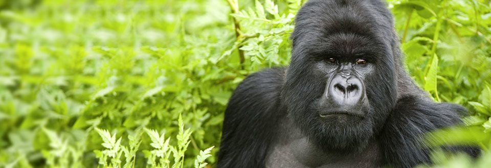 En stor gorilla sitter stilla omgiven av gröna blad, blickar rakt in i kameran.